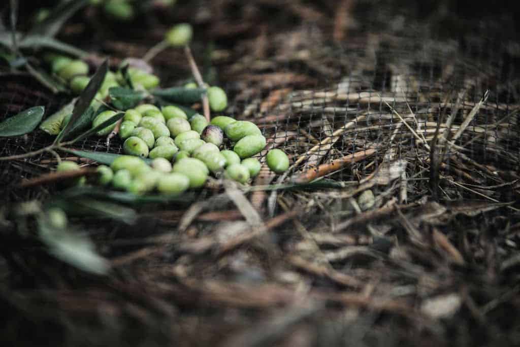 terroir-variety-01